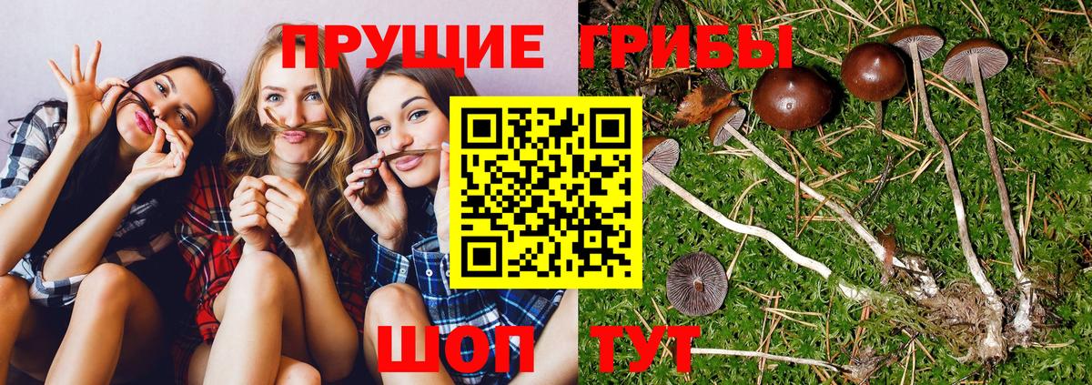 Галлюциногенные грибы Psilocybine cubensis  Псилоцибиновые грибы прущие грибы  Вход с VPN  где найти   Кирово-Чепецк 